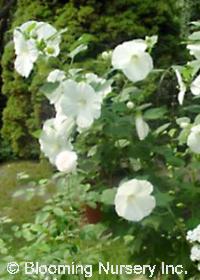 Hibiscus 'Blue River II'